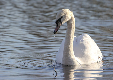 Два вида птиц прилетели в Москву после зимнего сезона