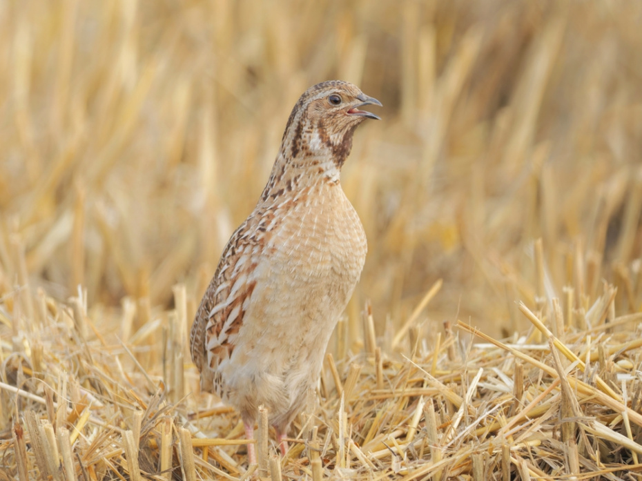 Погодные приметы Пасхальной недели