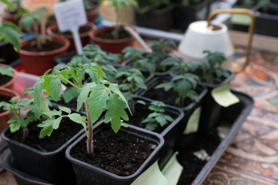 Качественная рассада: признаки