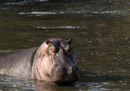 В Колумбии объявили войну бегемотам Эскобара