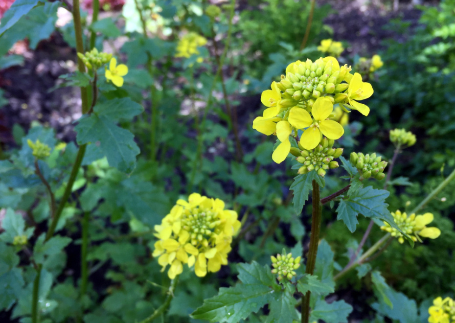 Белая горчица