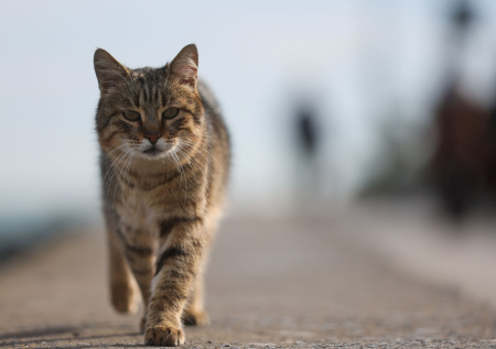 Врач назвал опасные последствия кошачьих царапин