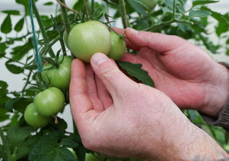 Дачникам дали советы, как повысить шансы на хороший урожай
