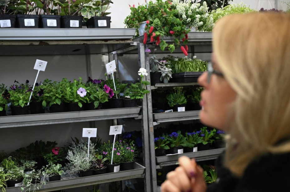 Как купить хорошую рассаду в 2026 году