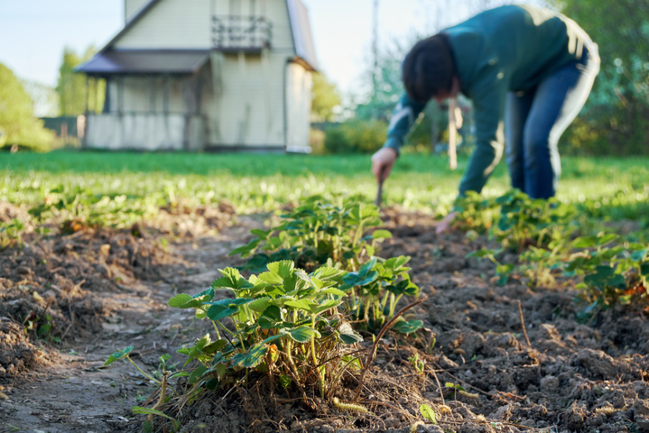 Уход за клубникой после зимы: 5 шагов к богатому урожаю