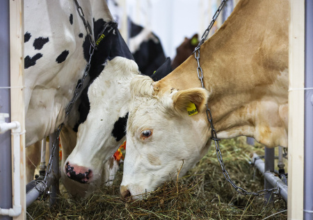 Раскрыты сроки отмены карантина в Новосибирской области