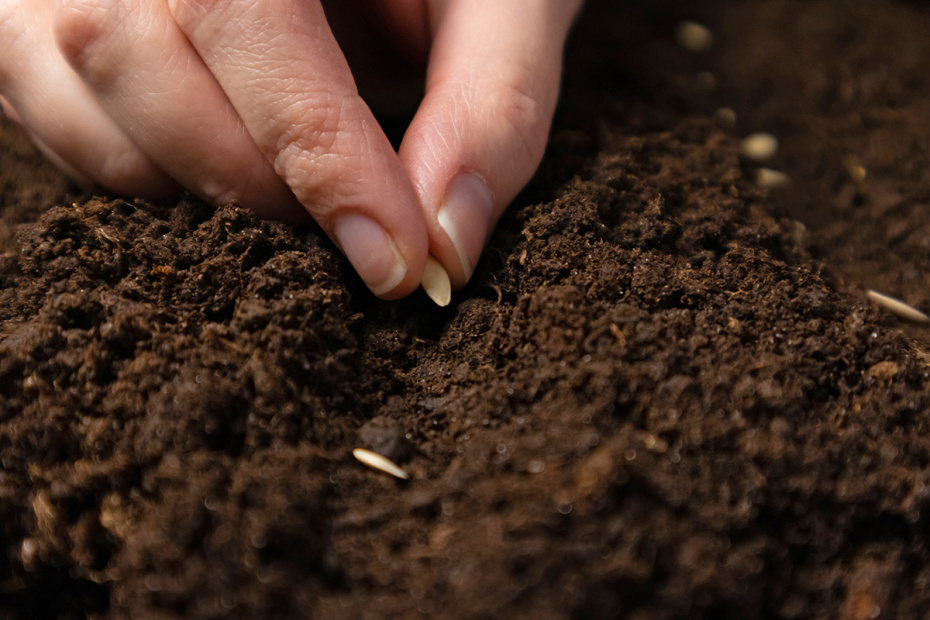 Посадка огурцов в 2026 году: календарь по регионам для раннего урожая