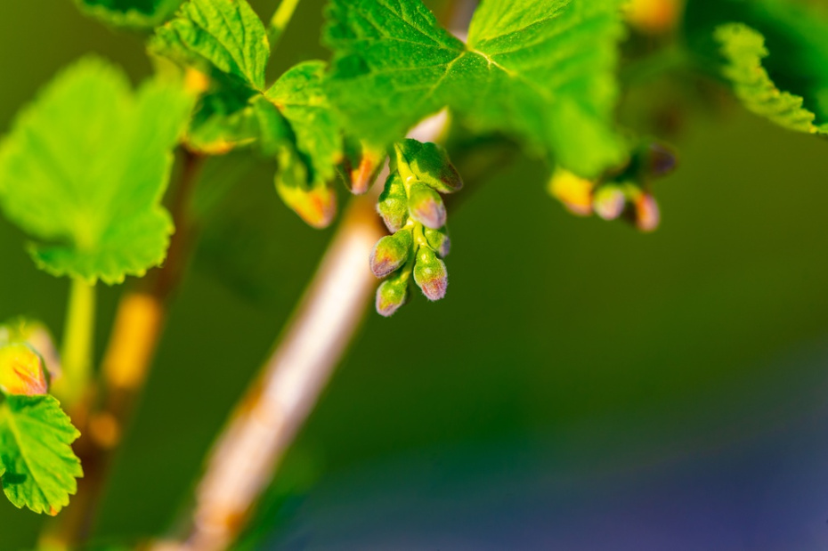 Как собирать смородиновые почки