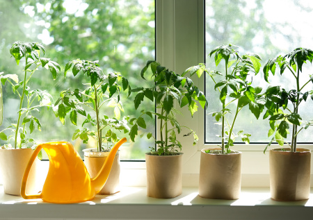 Закаливание рассады перед высадкой: температурный минимум для балкона