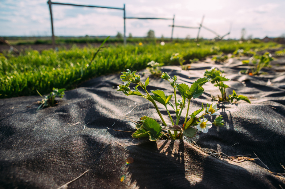 Уход за клубникой после зимы: 5 шагов к богатому урожаю