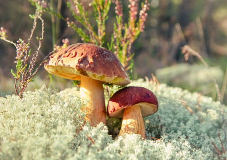 Следы чернобыльской катастрофы добрались до одной европейской страны