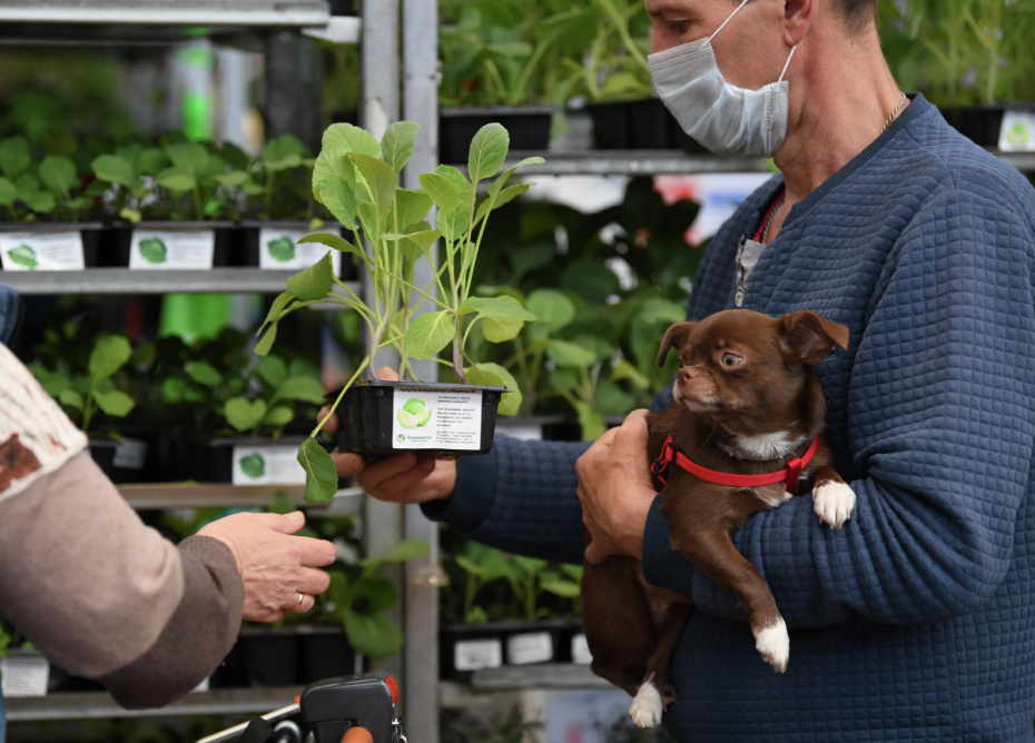 Покупатели выбирают рассаду