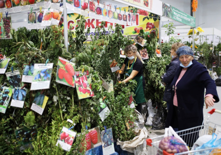 Как выбрать рассаду в садовом центре: 5 признаков качественных растений