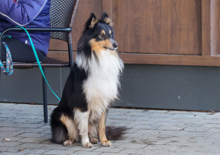 Кинолог объяснил, как вовремя определить депрессию у собаки