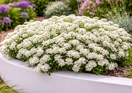 Сад как в снежных хлопьях: многолетник без забот. Для тех, кто хочет чистую картинку в саду без постоянного ухода