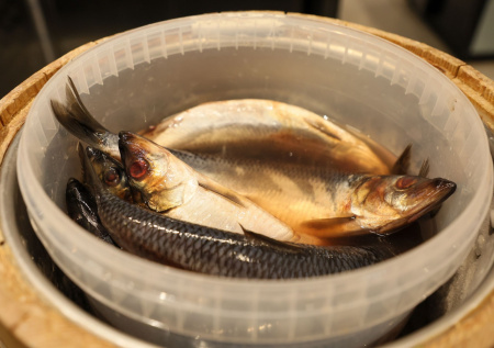 Диетолог перечислила полезные виды рыб по доступным ценам