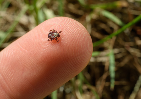 Инфекционист перечислила последствия энцефалита