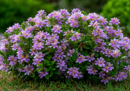 Забудьте о петуниях, которые гниют от дождя: этот цветок-веер не боится ливней и самоочищается