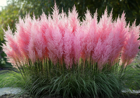 Соседи обзавидуются вашему розовому облаку: цветет как серпантин, не болеет, почти не нужен полив