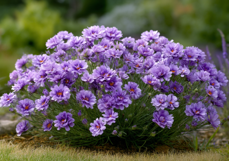 Посадил — и никаких забот: цветет до морозов, не болеет и зимует в открытом грунте без укрытия