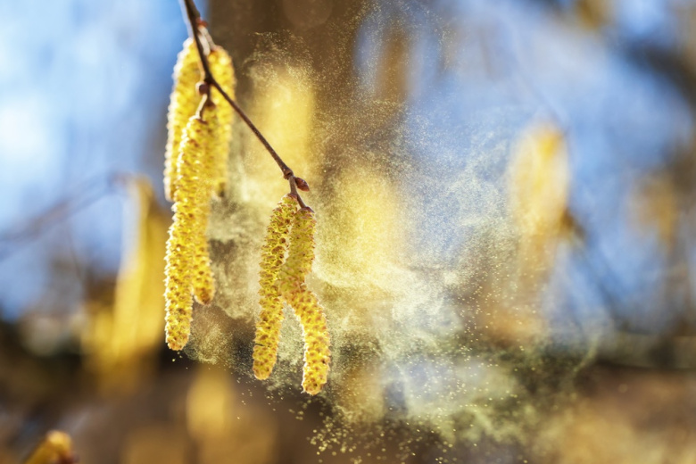 Пыльца в Москве сегодня — 16 апреля