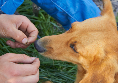 Ветеринар рассказал, зачем обрабатывать от клещей домашних животных