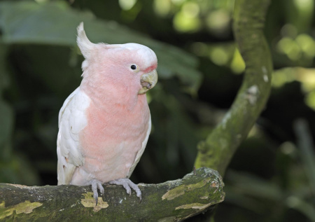 Один редкий вид попугаев переселили в уличный вольер Московского зоопарка