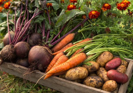 Весенний сев моркови, свеклы и редиса: сроки, грядки и защита от заморозков