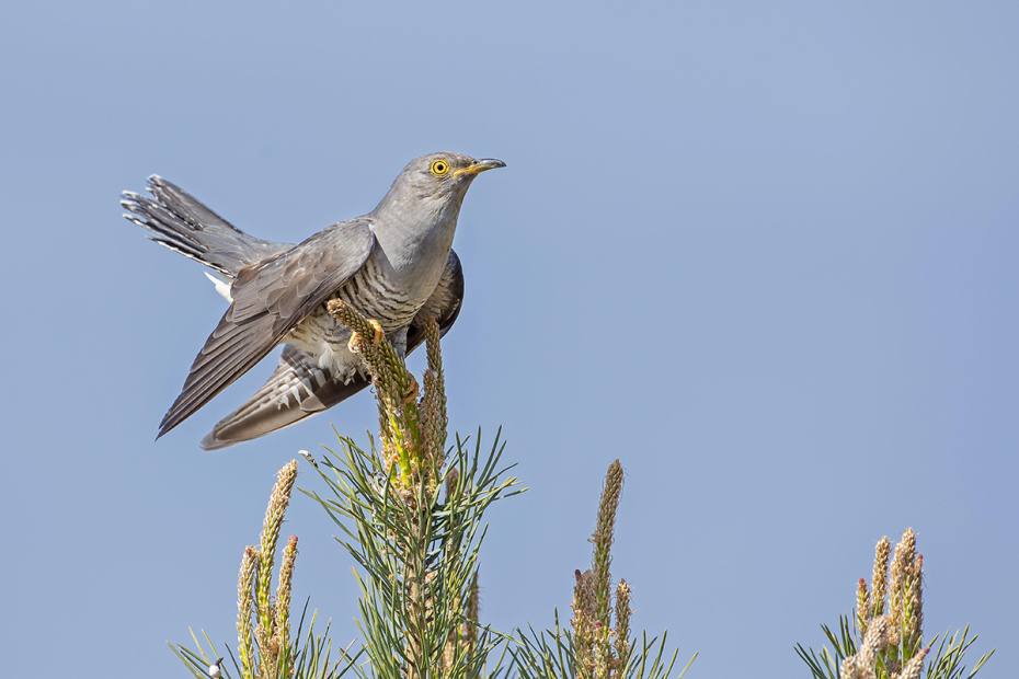 Приметы о птицах в апреле
