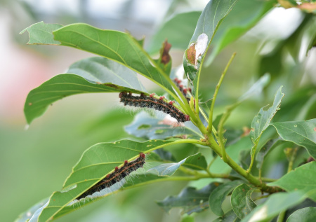 Агроном рассказал, как защитить участок от вредителей