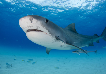 Акула превратила медовый месяц молодоженов на Мальдивах в кровавый кошмар