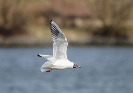 К чему снятся птицы: 5 главных значений из сонников