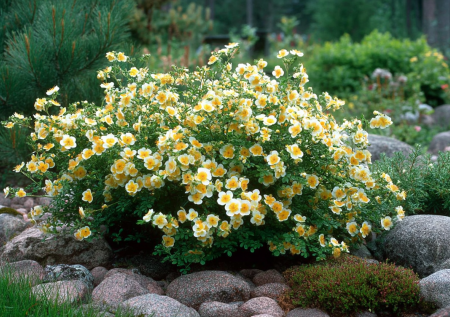 Цветет 5 месяцев без полива и подкормок: кустарник, над которым не надо хлопотать