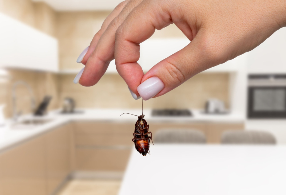 Как избавиться от тараканов навсегда: 10 проверенных способов