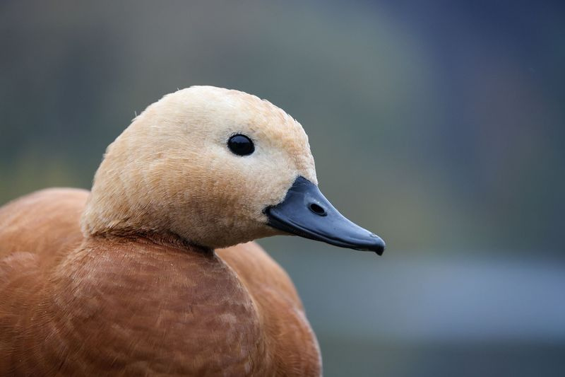 К чему снится птица