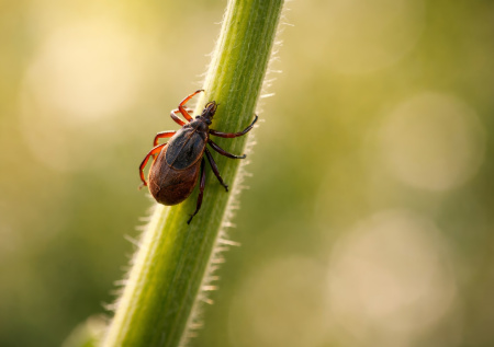 Инфекционист предупредила о неожиданном последствии укуса клеща