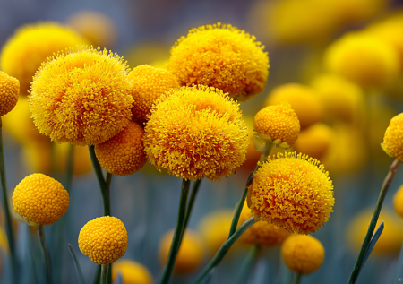 Цветет ярко-желтыми пуговками с июня до заморозков: этот многолетник не боится засухи и прост в уходе