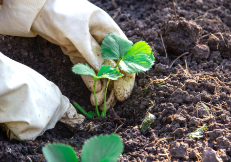 7 удобрений из подручных средств весной: бюджетно и эффективно