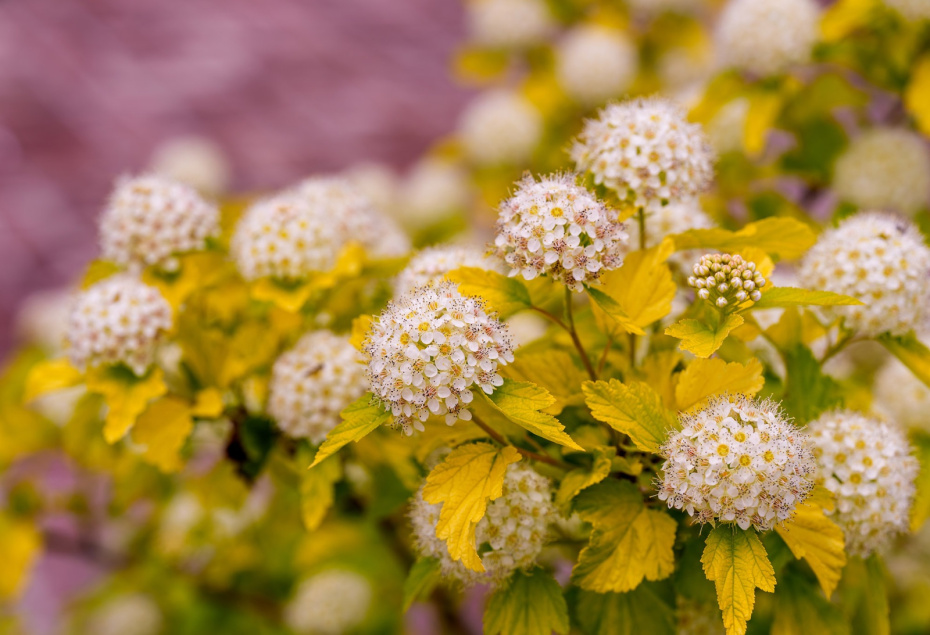Система умного полива