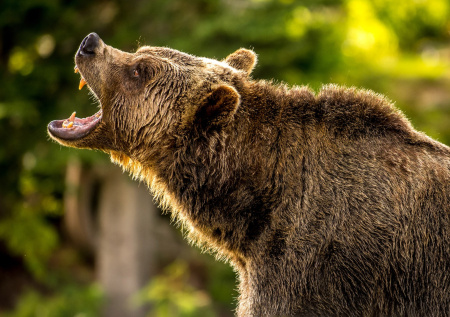 Россиянам объяснили, как избежать смертельной ошибки при встрече с медведем