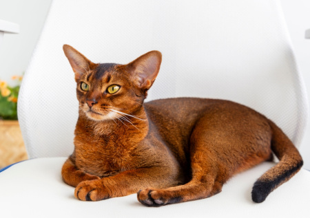 Зоопсихолог ответила, как распознать депрессию у кошки