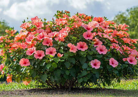 Цветет шарами до 15 см, живет 30 лет и зимует в Подмосковье: кустарник для российских дач