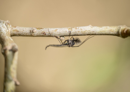 Один вид двукрылых насекомых пробудился в Москве