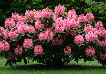 Цветет в тени, как фейерверк, живет на одном месте 50 лет: розовое дерево для дачи