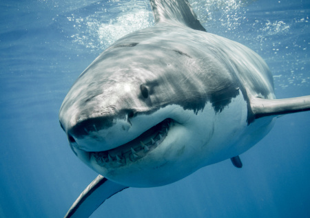 Акула обезглавила школьника на Ямайке