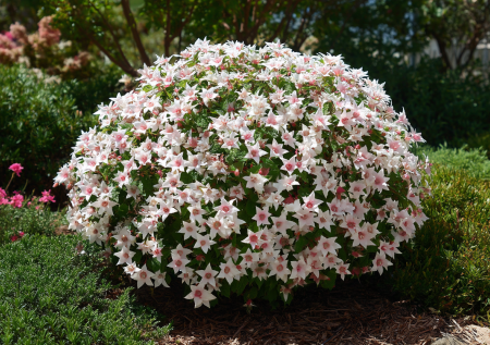 Забудьте о розах и флоксах: этот многолетник цветет все лето и зимует при −40°C без укрытия