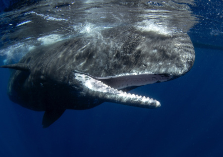 Биолог рассказал, на каком языке «говорят» кашалоты