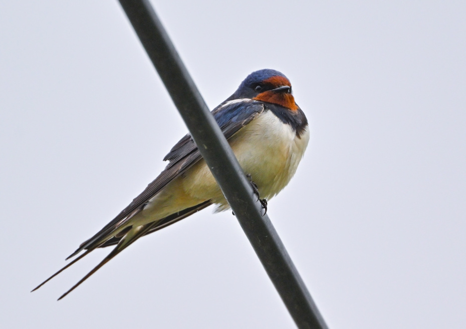 Что можно и нельзя делать в конце Пасхальной недели?