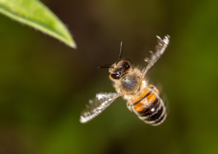 Пчела сорвала взлет самолета с сотней пассажиров