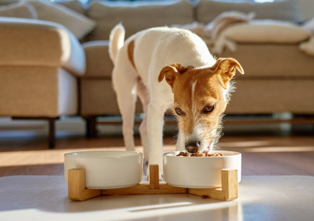 Кинолог рассказал, почему собаки спешат во время употребления еды